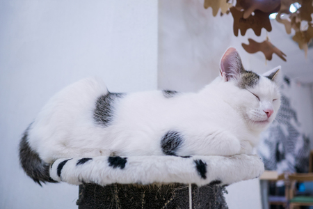Portrait of cat resting at modern cat cafeの写真素材