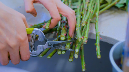 Professional floral artist, florist cutting flower stems at flower shop, workshop. Floristry,...