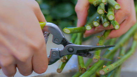 Professional floral artist, florist cutting flower stems at flower shop, workshop. Floristry,...