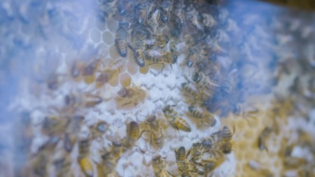 Close up of many busy bees on honeycomb behind glass in observation hive at farming exhibition. Beekeeping, agriculture and apiculture conceptの写真素材