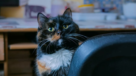 Portrait of cat looking around at home. Animal and cute concept