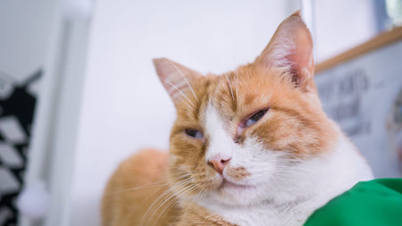 Portrait of cat with narrow eyes resting and looking around at modern cat cafeの写真素材