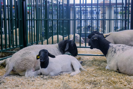 Group of cute dorper sheep resting at agricultural animal exhibition, small cattle trade show. Farming, family, agriculture industry, livestock and animal husbandry conceptの写真素材