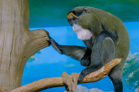 Funny De Brazzas monkey sitting in the tree. Exotic animal, primate and wildlife conceptの写真素材