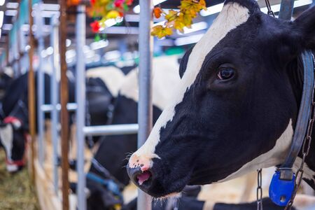 Portrait of sad cow at agricultural animal exhibition. Farming, exploitation, agriculture industry and animal husbandry conceptの写真素材