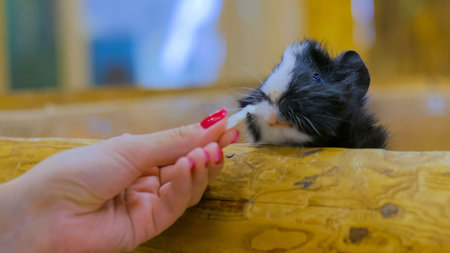 Woman feeding guinea pig in contact zoo