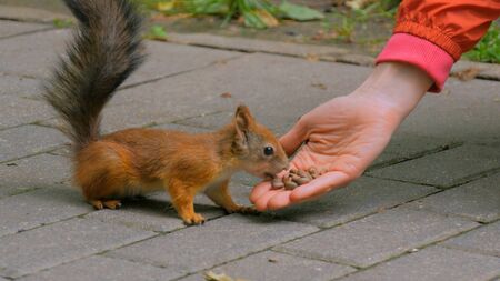 Woman feeds squirrel in the park. Squirrel takes food from hand. Feeding and caring conceptの写真素材