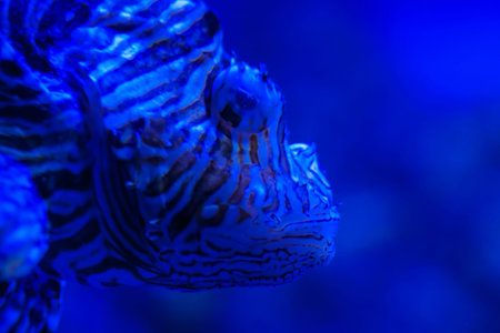 Close up view of ugly striped lionfish with venomous spines in large public aquarium tank at...