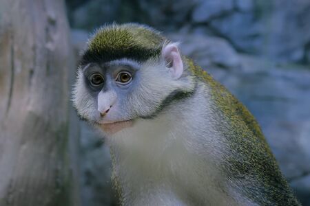 Portrait of green monkey looking at camera - close up view. Exotic animal, primate and wildlife conceptの写真素材