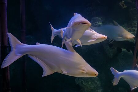 Underwater life concept - school of silver fish swimming in large public aquarium tank at oceanariumの写真素材
