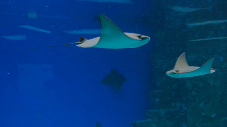 Stingrays floats on the deep. Underwater backgroundの写真素材