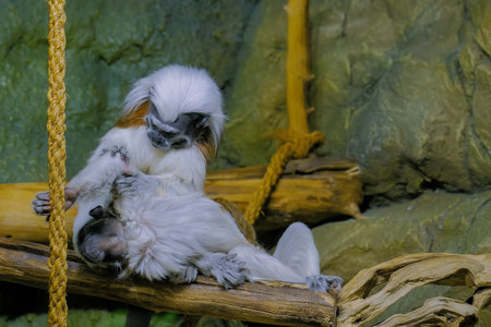 Two cotton-top tamarins grooming fur. Exotic animal, care, primate and wildlife concept