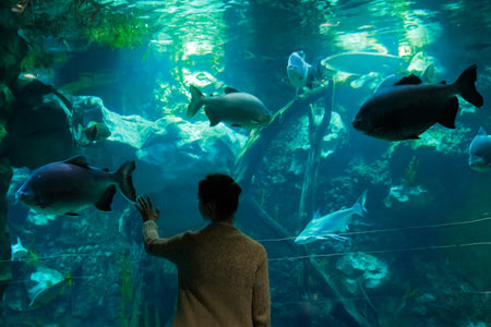 Woman silhouette looking at fish in large public aquarium tank at oceanarium. Aquamarine low light...