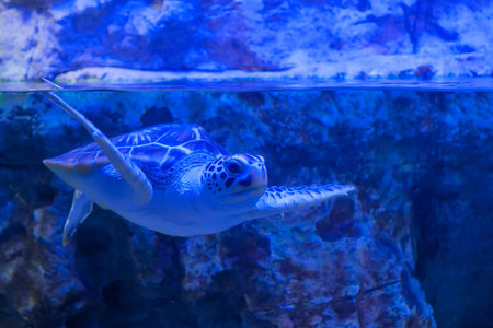 Big turtle swimming underwater in large public aquarium tank at oceanarium with blue illumination