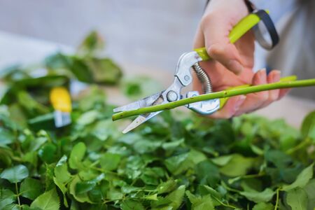 Professional floral artist, florist cutting flower stems at flower shop, workshop - close up view. Floristry, handmade and small business conceptの写真素材