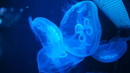 Jellyfish slowly swimming underwater with blue lightの写真素材