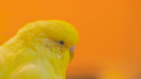 Close up shot of head of yellow parrot at zoo