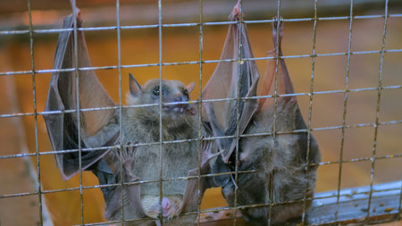 Close up shot fruit bats hanging in cage in zoo