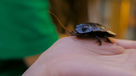 Large cockroach sitting on woman hand, close up