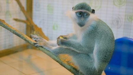 Monkey sitting on tree and eating kiwifruit at zoo