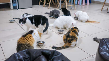 Few cats eating dry pet food together at modern cat cafeの写真素材