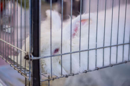 Portait of sad fluffy white Angora rabbit lying in the cage at agricultural animal exhibition, trade show, market - close up view. Farming, agriculture, livestock, animal husbandry conceptの写真素材