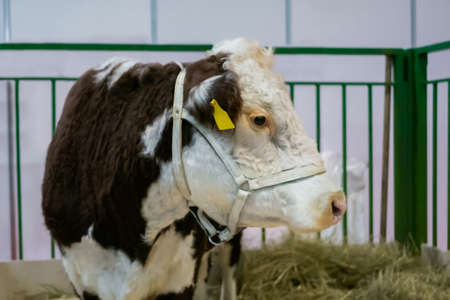 Portrait of brown and white cow resting at agricultural animal exhibition, cattle farm. Farming and agriculture conceptの写真素材