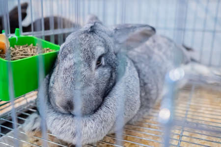 Cute light grey rabbit resting in the cage at agricultural animal exhibition, pet trade show, market - close up. Farming, agriculture industry, livestock and animal husbandry conceptの写真素材