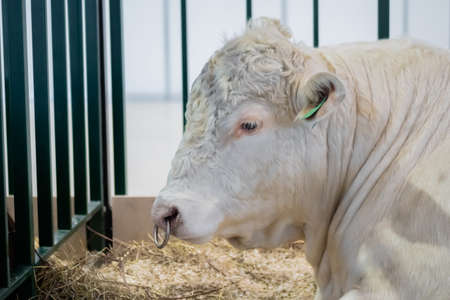 Portrait of large white Charolais or Charolaise bull lying on ground at agricultural animal exhibition, cattle trade show - french breed, close up, side view. Farming, agriculture industry conceptの写真素材