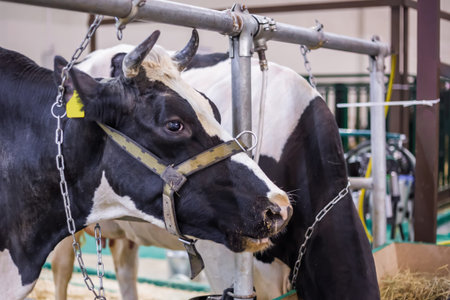 Portrait of black and white milking cow at agricultural animal exhibition, cattle trade show - close...