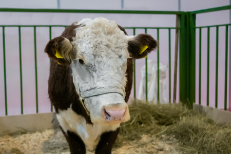 Portrait of brown and white cow resting and looking at camera at agricultural animal exhibition,...