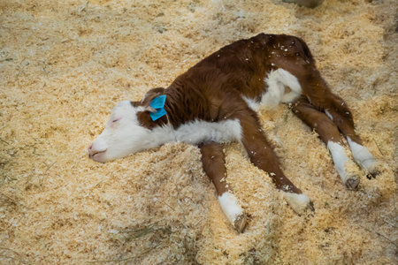 Top view: portrait of cute sleepy tired brown and white calf resting and lying on ground at...