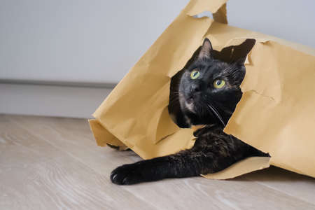Cute calico cat lying in brown paper grocery bag and looking around. Relax, animal and pet conceptの写真素材