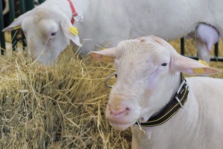 Portrait of cute sheep at agricultural animal exhibition, small cattle trade show. Farming,...