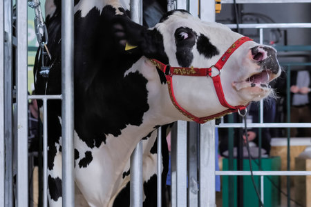 Scared black and white Holstein cow screaming with open mouth at animal trade show, exhibition....