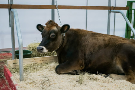 Portrait of brown cow resting and lying on ground at agricultural animal exhibition, cattle trade...