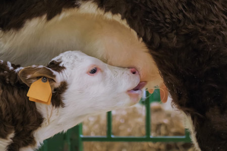 Close up: cute brown and white calf drinking milk from mother cow udder in stable at agricultural...