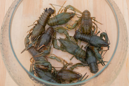 Raw unprepared crayfishes in glass aquarium on counter for sale at summer local food market - close...