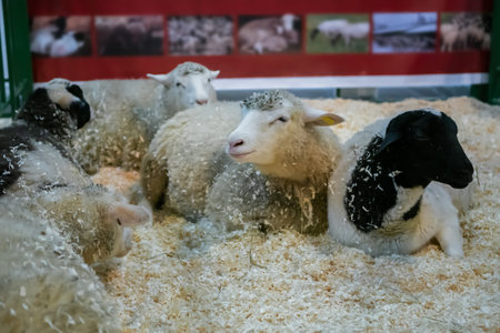 Flock of sheep lying on ground at agricultural animal exhibition, small cattle trade show. Farming,...