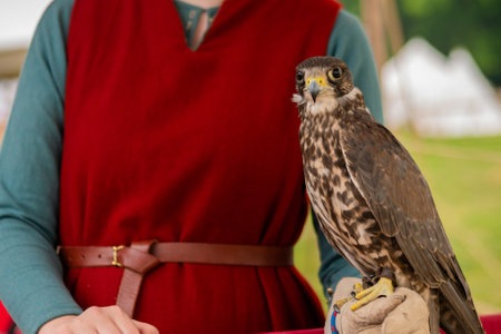 Trained falcon sitting on woman hand and looking around at summer historical festival. Falconry, wildlife, reenactment and hunting conceptの写真素材