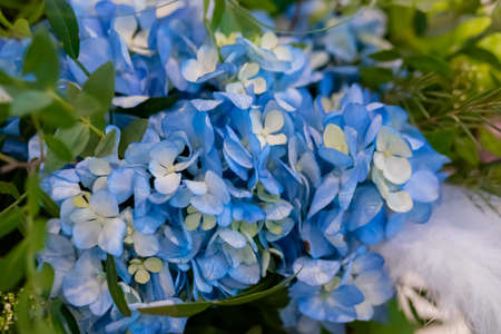 Close up view of colorful beautiful blue hydrangea, hortensia at studio, flower shop. Floristry, romantic, holiday, birthday, valentine day, wedding, celebration conceptの写真素材