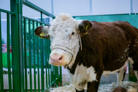 Portrait of brown and white cow resting at agricultural animal exhibition, cattle farm. Farming and...