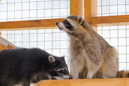 Two cute raccoons eating leaves of cabbage in cage at zoo, farm. Wildlife, animal, captivity concept