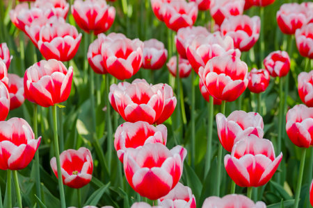 Colorful spring meadow with red and white tulip dutch design flowers - close up. Nature, floral,...