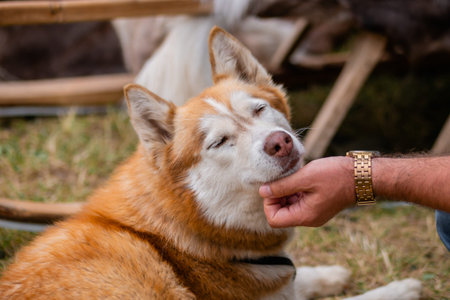 Man hand stroking cute red siberian husky dog at park - close up. Animal, care, pet, friendship...