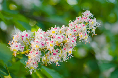 Branch of chestnut tree with blossoming spring flowers - close up view. Nature, floral, blooming and gardening conceptの写真素材