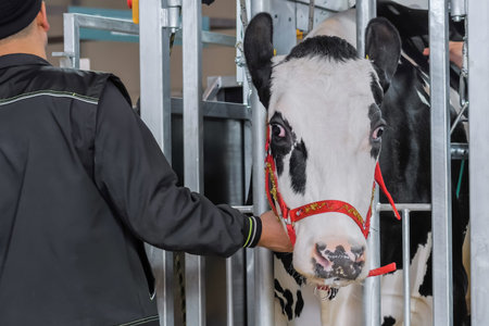 Farm worker trying to calm down scared black and white Holstein cow at trade show. Farming,...