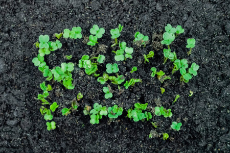 Fresh microgreens arugula, rucola sprouts growing: close up view, top view. Healthy food, spring,...