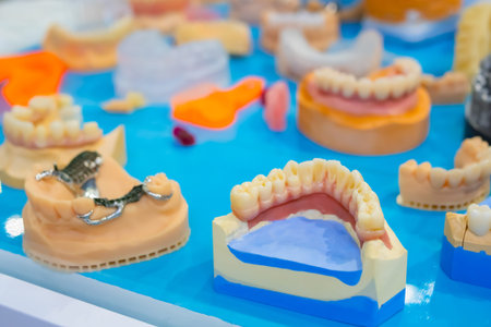 Plastic anatomical human jaws, demonstration models for education on table at medical exhibition,...
