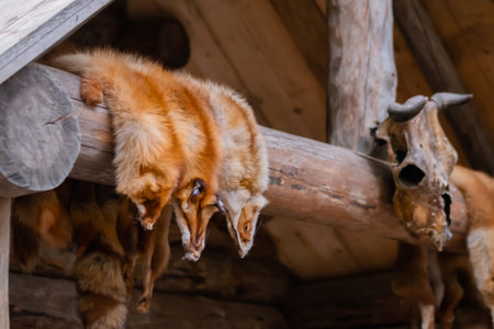 Row of red fox fur pelts hanging on wooden log. Hunting, fashion, ethical concept